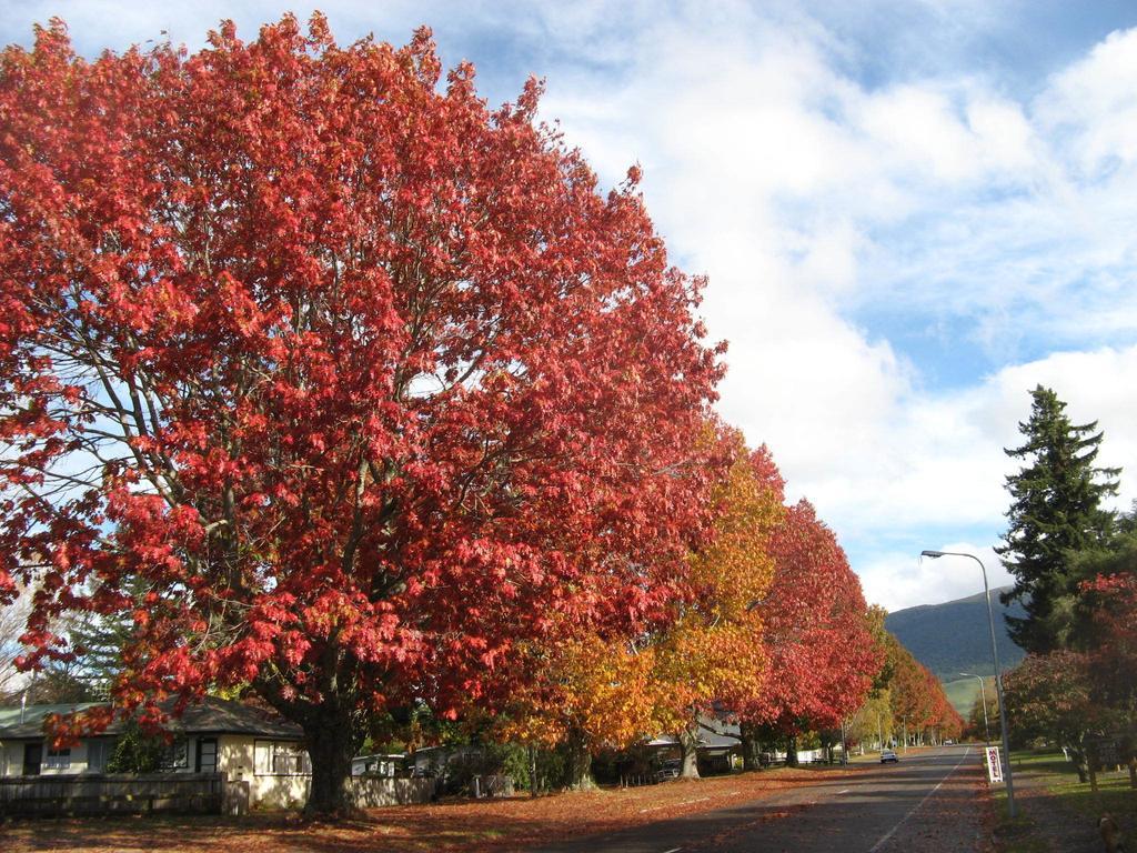 Tongariro River Motel トゥランギ 部屋 写真